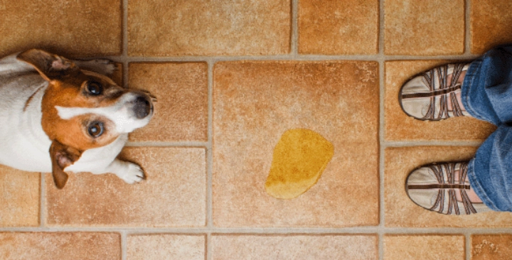 How to train your dog to the toilet in 25 steps? 