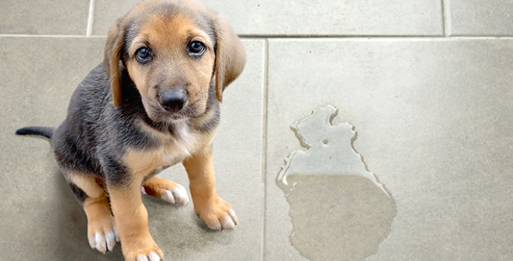 How to train your dog to the toilet in 25 steps? 